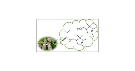 Absolute Configuration Of The Spherical Mealybug Nipaecoccus Viridis