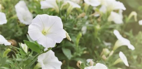 How To Plant Moonflower Seeds