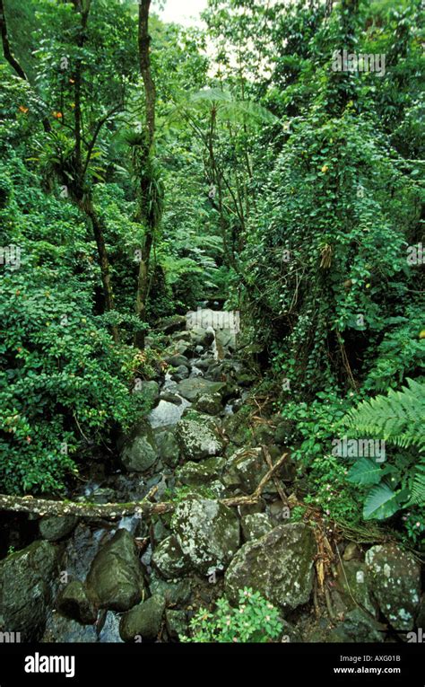 Puerto Rico rainforest Stock Photo - Alamy