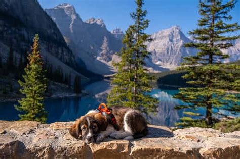 Beautiful Banff Cabin Rentals To Cozy Up In