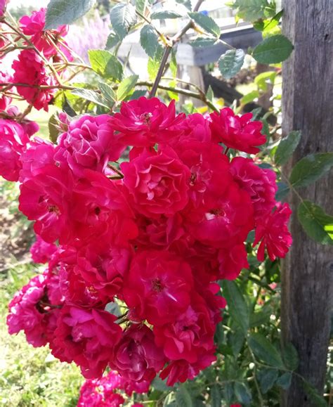 Субра (Subra) купить розу интернет магазин саженцев. роза надя. розы ...