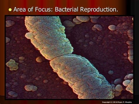 Bacterial Reproduction Biology Lesson Powerpoint Binary Fission