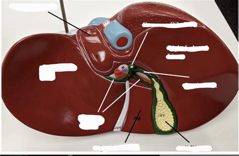 Liver Diagram Quizlet