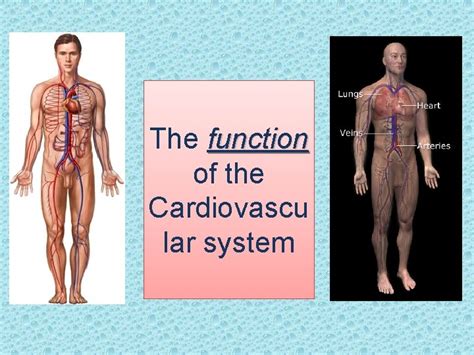 The Function Of The Cardiovascu Lar System General