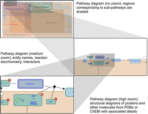 Diagram Panel Reactome