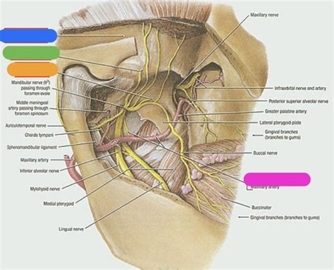 Auriculotemporal Nerve And Middle Meningeal Artery