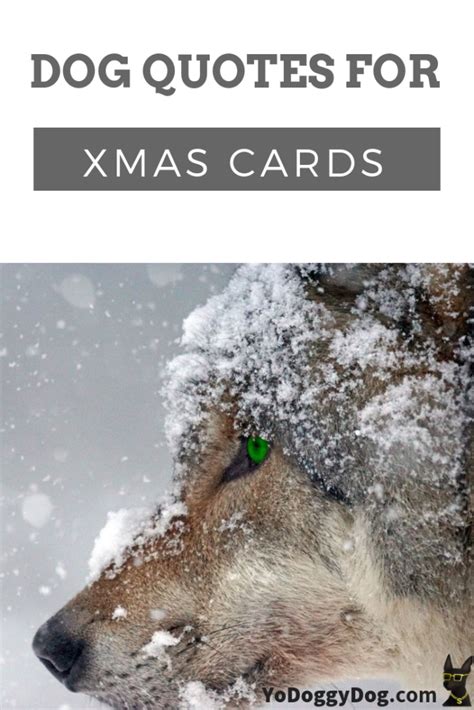 31 Fun Christmas Dog Quotes and Sayings for Holiday Cards | YoCanine