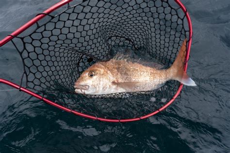 The Hauraki Gulf Explodes With Massive Workups Big Snapper Hauraki