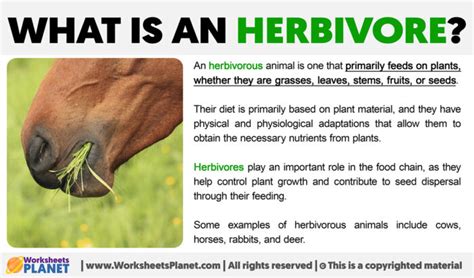 What is an Herbivore | Definition of Herbivore Animal