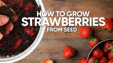 How To Grow Strawberries From Seed Step By Step Youtube