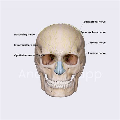 Ophthalmic nerve (CN V1) | Cranial nerves | Head and Neck | Anatomy.app | Learn anatomy | 3D ...