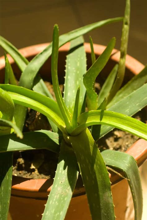 Overwatered Aloe Plant How To Save Your Aloe Plant From Dying