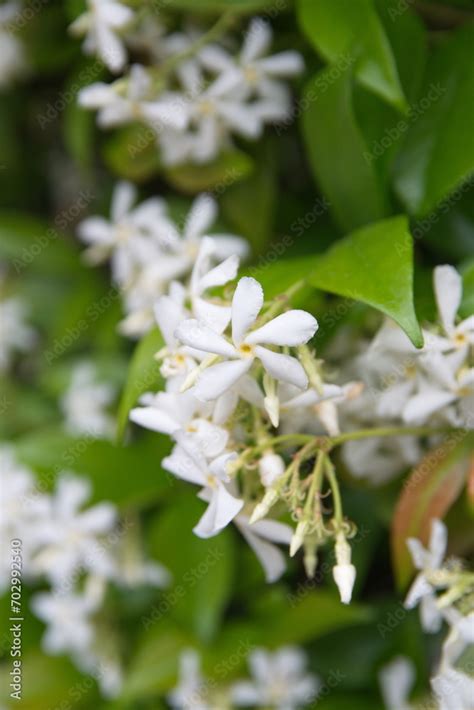 Chinese Star Jasmine Trachelospermum Jasminoides In Bloom Confederate