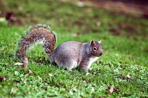 squirrel | عبدالرحمن بن سلمه | Flickr