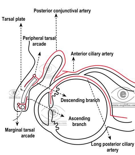 Conjunctiva Structure