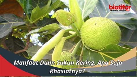 Manfaat Daun Sukun Kering Apa Saja Khasiatnya Biotifor