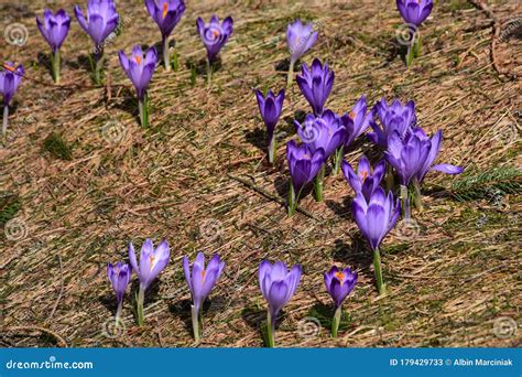 Krokusy W Tatrach Krokusy Na Polanie Tpn Stock Image Image Of