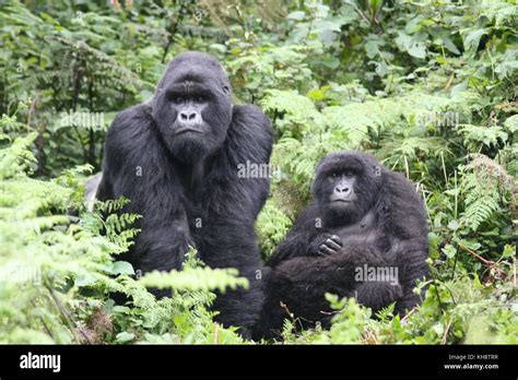 Mountain gorilla family hi-res stock photography and images - Alamy
