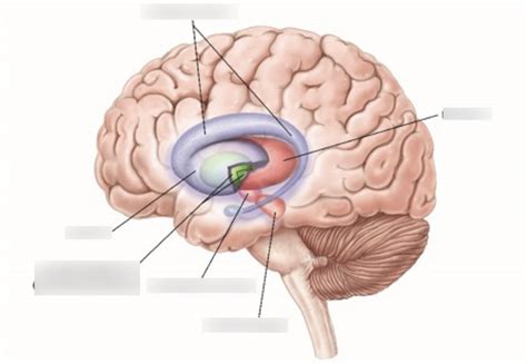 Neuro Bases Quiz 2 PowerPoint 2 Diagram Quizlet