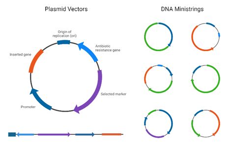 Dna Cloning Vectors Biorender Science Templates