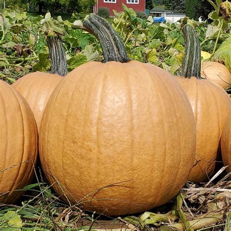 Pumpkin Cider F1 Seed Harris Seeds