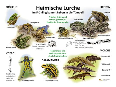 Heimische Lurche Amphibien Und Reptilien Lehrtafeln Natur Im Bild