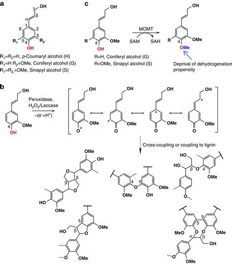 Illustration Of Momt4 Medidated Depression On Lignin Polymerization