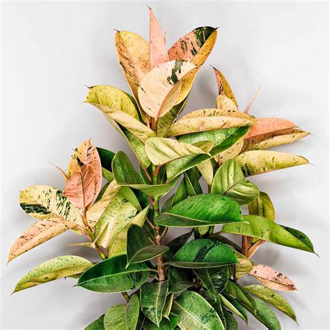 Ficus Elastica Shivereana Variegated Rubber Tree Forest Field