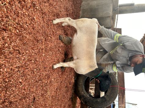 Ovinos Em Brumadinho Mg Venda Pre O