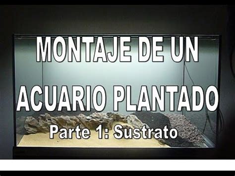 Aprende A Montar Un Acuario Plantado Paso A Paso Entra Y Descubre