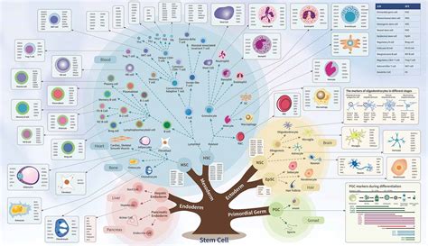 Get an Overview of Cell Markers- CUSABIO