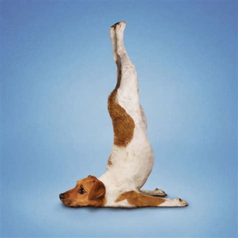 Stretching 5 Big Things To Know Dog Yoga Dog Doing Yoga Animal Yoga