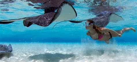 Why Choose Stingray City Excursions? | Blog | Cayman Visitor