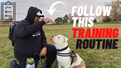 easy training routine pit bull owners  follow day  day youtube