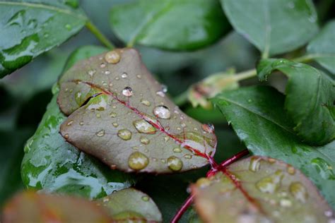 Fotos Gratis Rbol Agua Naturaleza Soltar Fruta Hoja Flor