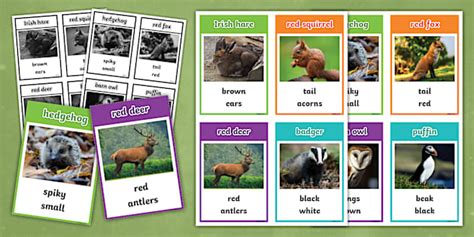 NEW Irish Wildlife Leave It Out Game Cards Twinkl