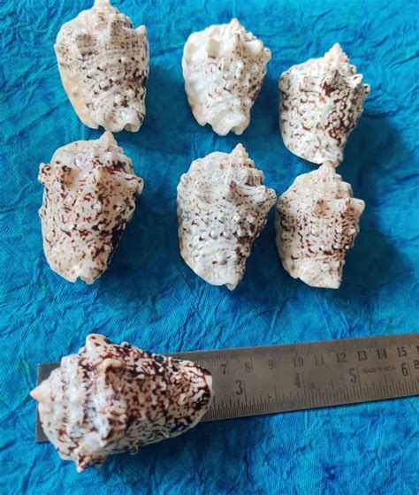 Natural Strombus Pipus Shell Small Inch For Decoration Packaging