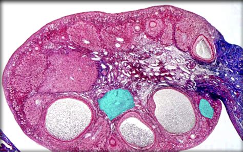 Reproductive System APR Flashcards Quizlet