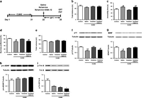 Behavioral Tests And Western Blotting Of P Bdnf Probdnf And