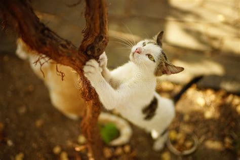 Gato Branco Afia Suas Garras No Tronco Da Uva Foto De Stock Imagem De