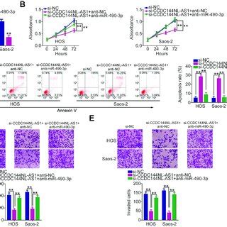 Mir P Inhibition Abrogates The Tumor Suppressing Effects Of Long