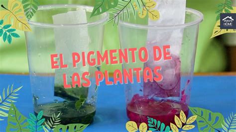 Cómo extraer el pigmento de las plantas YouTube