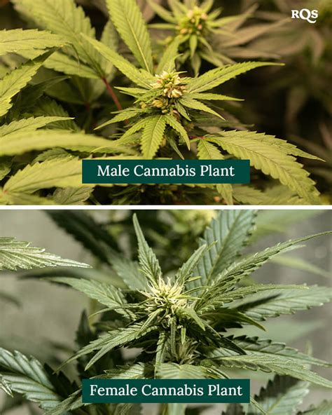 Find Out How To Sex Cannabis Plants Rqs Blog