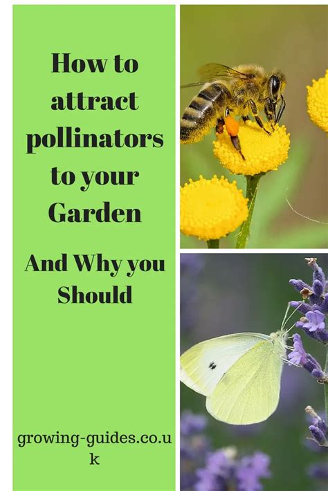 How To Attract Pollinators To Your Garden Growing Guides