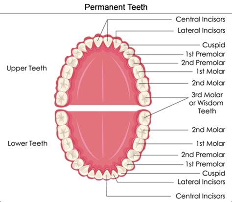 Dental Charts To Help You Understand The Tooth Numbering System