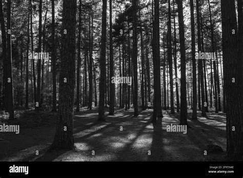 Black Park Country Park Stock Photo Alamy