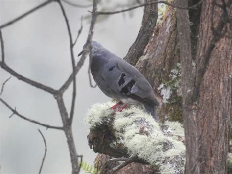 Blue And Purple Ground Doves Genus Paraclaravis Inaturalist