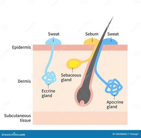 Diagrama Del Olor Corporal Y Las Glándulas Sudorosas Ilustración De La