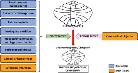 Frontiers Cerebellum And Prematurity A Complex Interplay Between Disruptive And