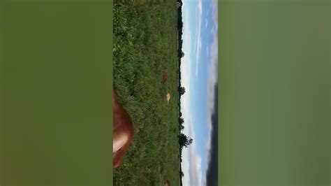 Macaíba Raio Mata Sete Vacas Prenhas Em Fazenda Youtube